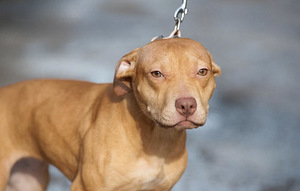 Pitbulio šuniukai (2 nuotrauka iš 3)