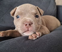 American bully pocket