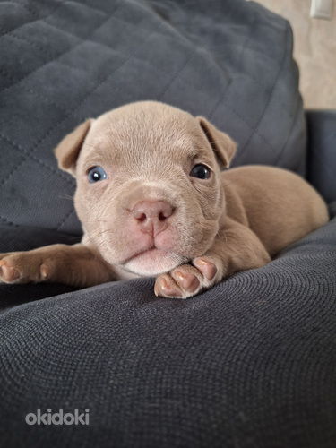 American bully pocket