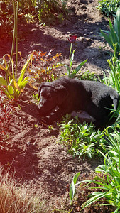 Labradori retriiver (9 foto / 10)