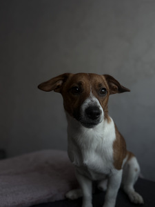 Jack Russell Terrier isane (1,5 a) otsib pruuti (3 foto / 8)