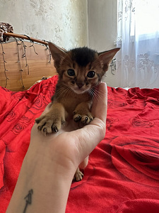 Abessiinia kassipojad (1 foto / 8)