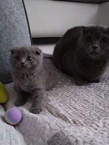 Scottish fold ja sirged kassipojad (1 foto / 9)