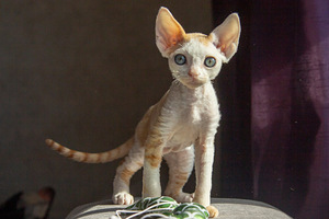 Devon rex (2 foto / 4)