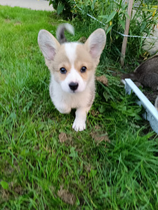 Pembroke welsh corgi kutsikad (1 foto / 5)