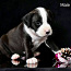 Amerikiečių Stafordšyro terjerų šuniukai (nuotrauka #3)