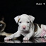 Amerikiečių Stafordšyro terjerų šuniukai (nuotrauka #2)