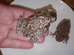 Kokvarde (3 foto no 5)