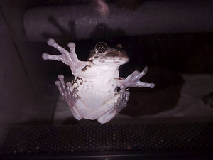 Kokvarde (5 foto no 5)