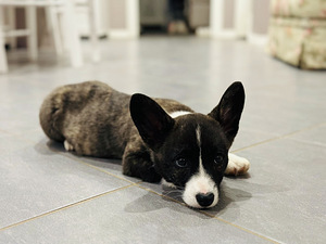 Welsh Corgi Cardiganid