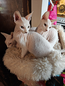 Sfinx valkoinen poika pentu (3 valokuva sivusta 4)