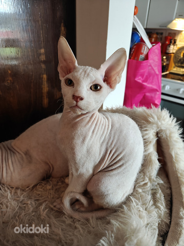 Sfinx valkoinen poika pentu