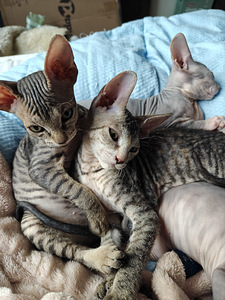 Sfinx tyttö pentuja (1 valokuva sivusta 9)