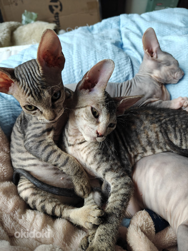 Sfinx tyttö pentuja