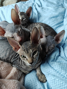 Sfinx tyttö pentuja (3 valokuva sivusta 9)