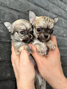Сhihuahua kutsikad (щенки чихуахуа) (7 foto / 8)