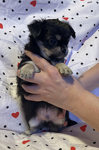 Chihuahua kutsikas (4 foto / 6)