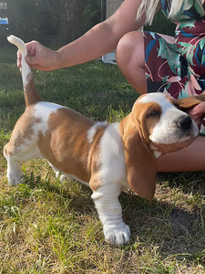 Basset Hound (7 foto / 8)