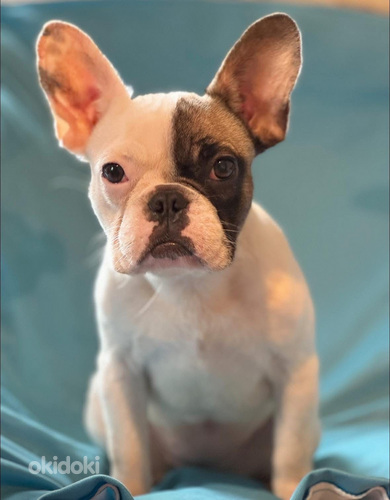 Ranskalainen bulldoggi