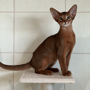 Абиссинские котята