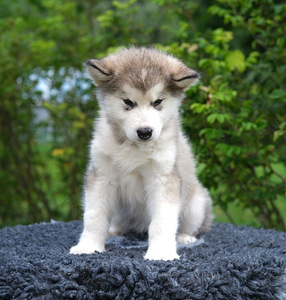 Alaska malamuudi kutsikas (6 foto / 8)