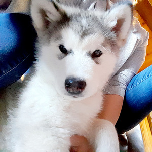 Alaska malamuudi kutsikas (3 foto / 8)