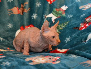 Sfinks (3 foto no 5)