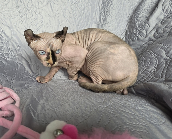 Сфинкс