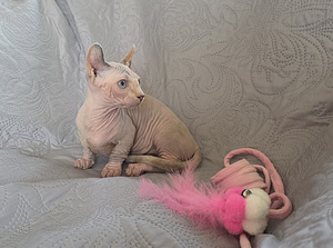 Sfinks (2 foto / 7)