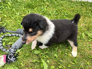 Collie kutsikad (2 foto / 4)