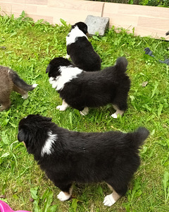 Collie kutsikad (4 foto / 4)