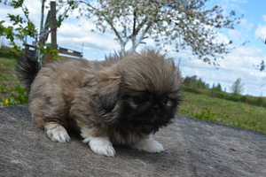 Pārdodu pekiniešu kucēnus (5 foto no 10)