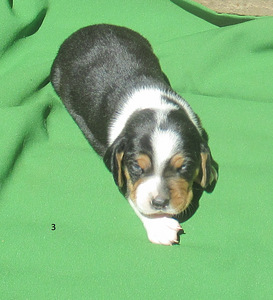 Щенки эстонской гончей /ESTONIAN HOUND/, девочки (1 фото из 4)