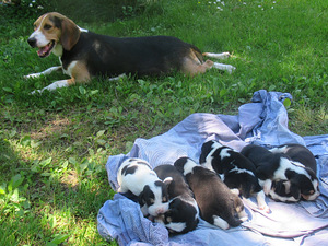 Щенки эстонской гончей /ESTONIAN HOUND/, девочки (4 фото из 4)