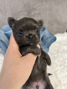 Chihuahua kutsikad (8 foto / 9)