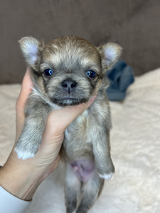 Chihuahua kutsikad (9 foto / 9)
