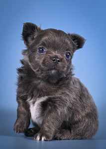 Chihuahua kutsikad (4 foto / 9)
