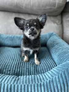 Chihuahua kutsikas Bron. (2 foto / 3)