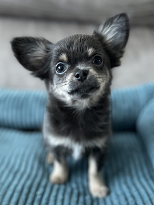 Chihuahua kutsikas Bron. (1 foto / 3)