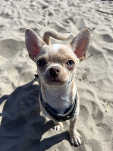 Chihuahua kutsikapoiss unikaalse värvi (chihuahua) (2 foto / 7)