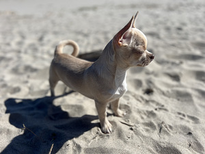 Chihuahua kutsikapoiss unikaalse värvi (chihuahua) (7 foto / 7)