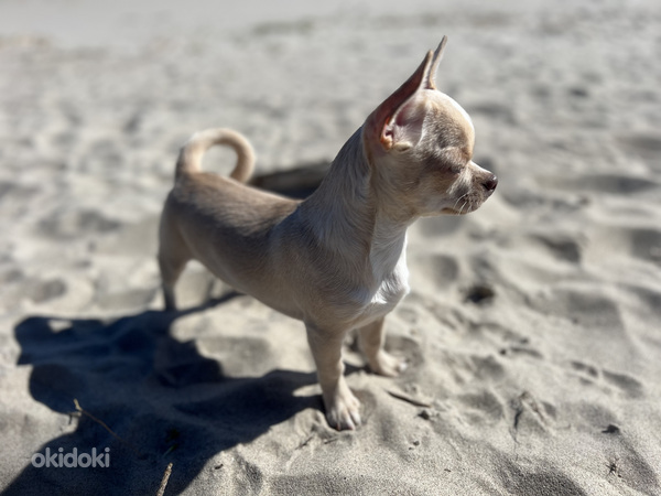Chihuahua kutsikapoiss unikaalse värvi (chihuahua) (foto #7)