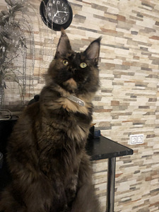 Maine Coon (7 фото из 8)