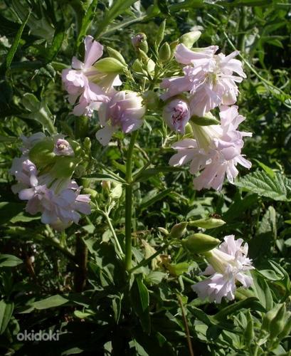 Мыльнянка лекарственная (Saponaria officinalis) (фото #1)