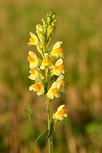 Harilik käokannus (Linaria vulgaris)