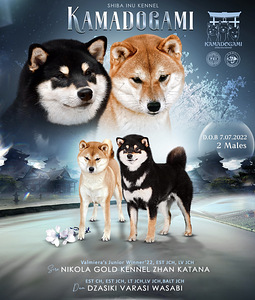 Shiba inu kutsikad (3 foto / 3)