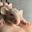 Крысята, мальчики дамбо (фото #2)