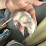 Крысята, дамбо хаски (фото #2)