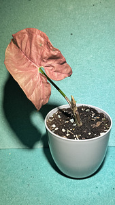 Syngonium ‘Neon Pink’ (1 foto / 5)