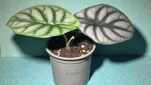 Alocasia ‘Silver Dragon’ (1 foto / 5)